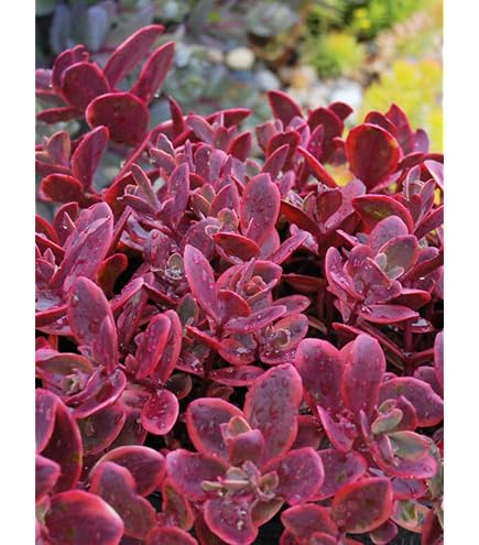 Amazon.com : Nova Cherry Fizz Stonecrop -Perennial - Sedum - 3